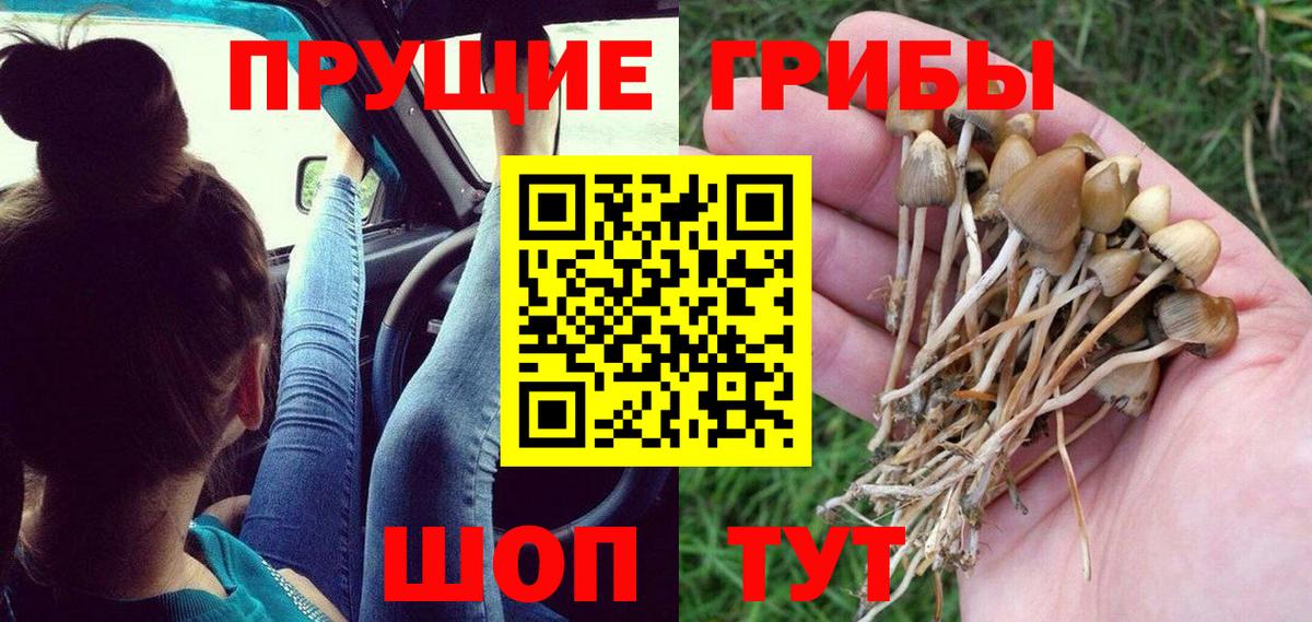 Псилоцибиновые грибы прущие грибы Красноярск